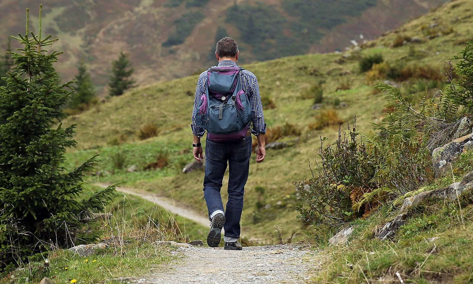 A walker with a daypack heading up a grassy mountain trail.
